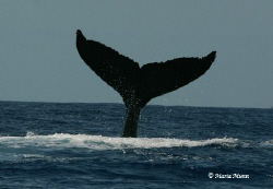 Humpback Whale Fluke taken in Hawaii by Maria Munn 